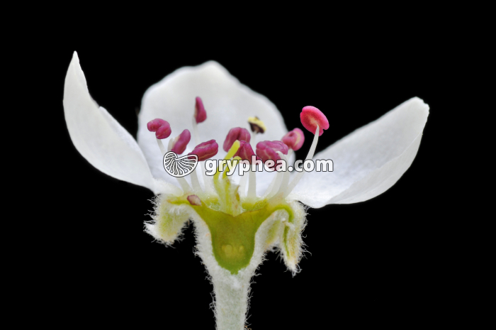 Poirier (Pyrus communis) - Fleur en CL - gryphea.com